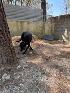 Adopt Chocolate