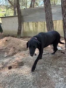 Adopt Chocolate