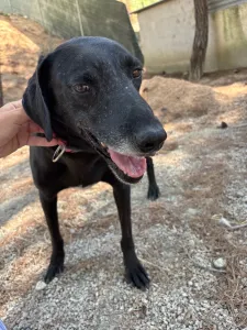 Adopt Chocolate