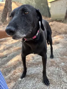 Adopt Chocolate