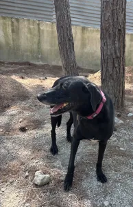 Adopt Chocolate