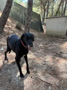 Adopt Chocolate
