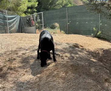 Adopt Chocolate