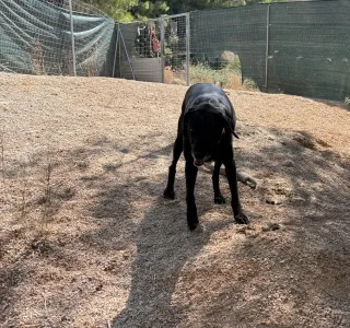 Adopt Chocolate