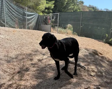 Adopt Chocolate