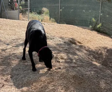 Adopt Chocolate