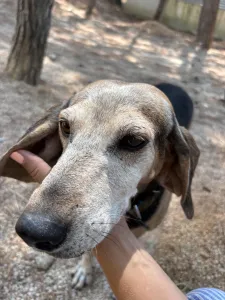 Adopt Marita
