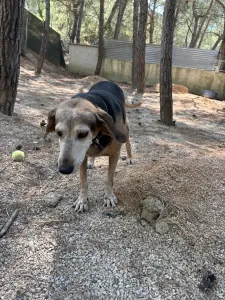Adopt Marita