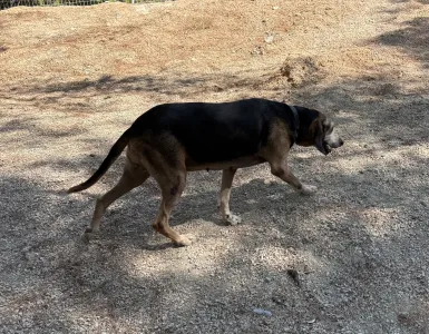 Adopt Marita