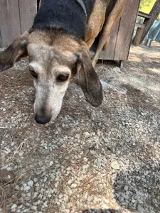 Adopt Marita