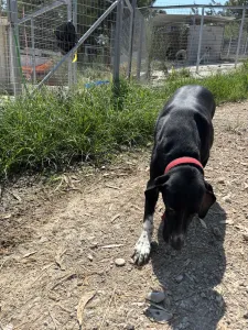 Adoptie hond Loukas and Agapi