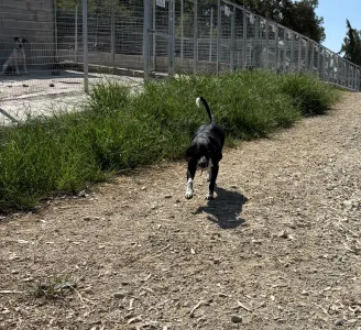 Adoptie hond Loukas and Agapi