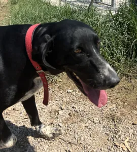 Adoptie hond Loukas and Agapi