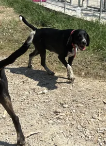 Adoptie hond Loukas and Agapi