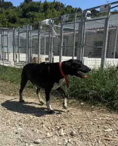 Adoptie hond Loukas and Agapi