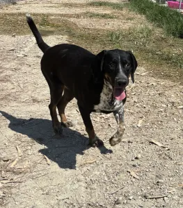 Adoptie hond Loukas and Agapi