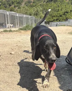 Adoptie hond Loukas and Agapi