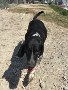 Adoptie hond Loukas and Agapi