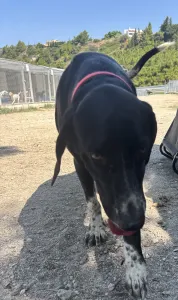 Adoptie hond Loukas and Agapi