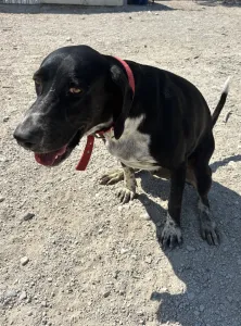 Adoptie hond Loukas and Agapi