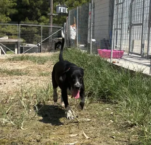 Adoptie hond Loukas and Agapi