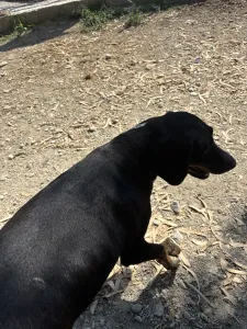 Adoptie hond Loukas and Agapi