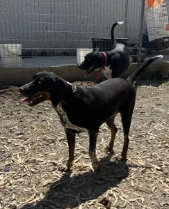 Adoptie hond Loukas and Agapi