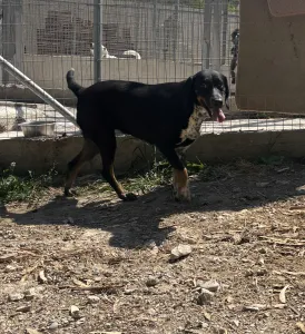 Adoptie hond Loukas and Agapi