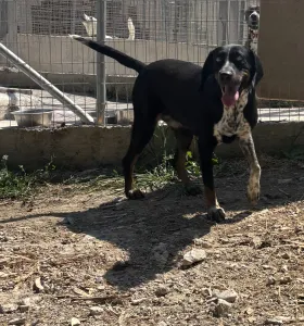Adoptie hond Loukas and Agapi