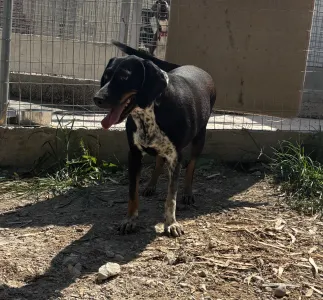 Adoptie hond Loukas and Agapi