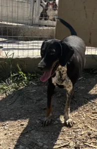 Adoptie hond Loukas and Agapi