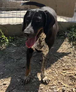 Adoptie hond Loukas and Agapi