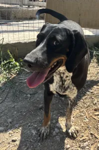 Adoptie hond Loukas and Agapi