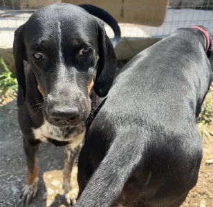 Adoptie hond Loukas and Agapi