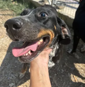 Adoptie hond Loukas and Agapi