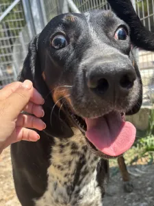 Adoptie hond Loukas and Agapi