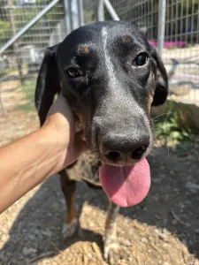 Adoptie hond Loukas and Agapi