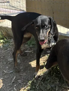 Adoptie hond Loukas and Agapi