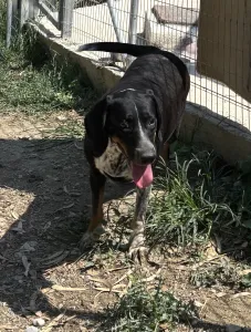 Adoptie hond Loukas and Agapi