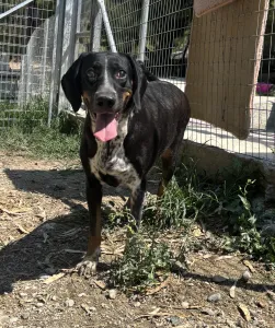 Adoptie hond Loukas and Agapi