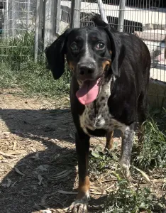 Adoptie hond Loukas and Agapi