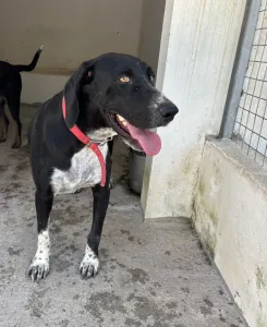 Adoptie hond Loukas and Agapi