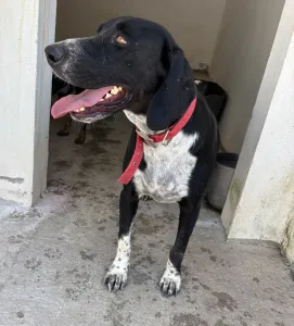 Adoptie hond Loukas and Agapi