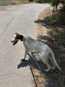 Adopt Loco