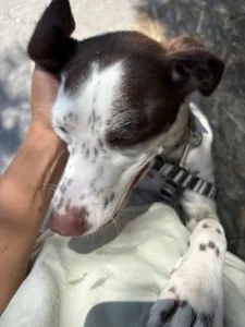 Adopt Loco