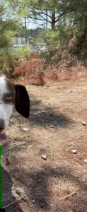Adopt Loco