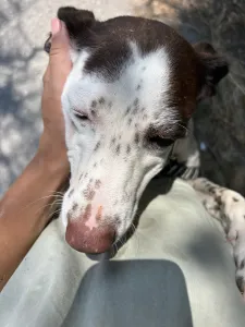 Adopt Loco