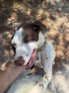 Adopt Loco