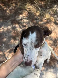 Adopt Loco