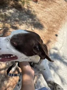 Adopt Loco
